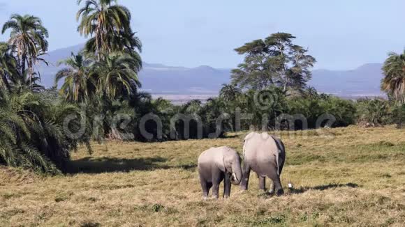 象牛和小牛一起在安博塞利喂食视频的预览图