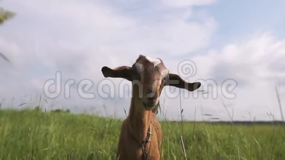滑稽的大棕色母山羊站着在邋遢的草坪上环顾四周视频的预览图
