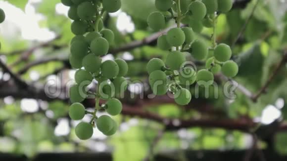 一串未成熟的绿色葡萄挂在雨中水珠从浆果中滴落视频的预览图