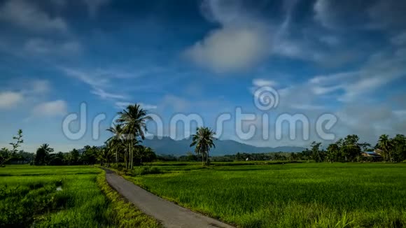 马来西亚基达村附近美丽的稻田时间视频的预览图