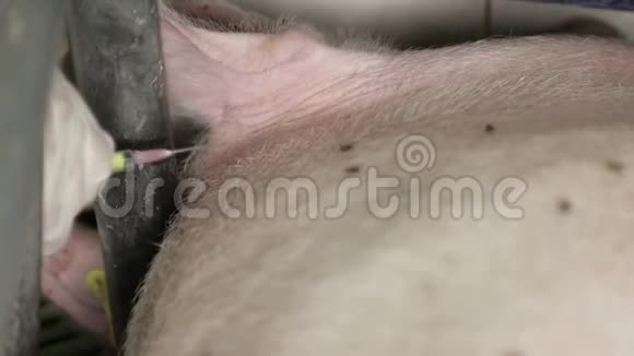猪用疫苗猪热兽医罗比特猪苗特写视频的预览图