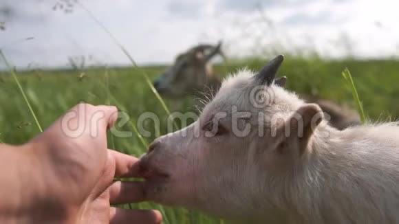 温柔的白人小山羊在夏天的草地上舔一只手视频的预览图