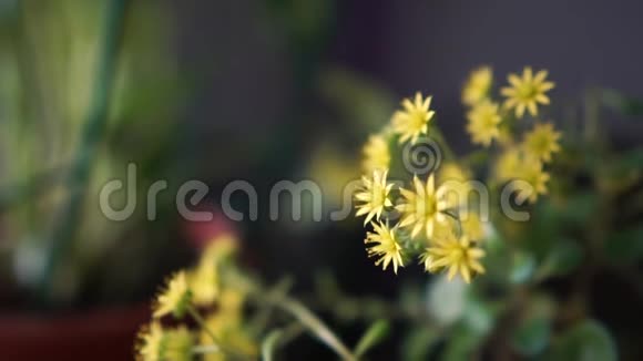 室内生长的小而嫩的花朵视频的预览图