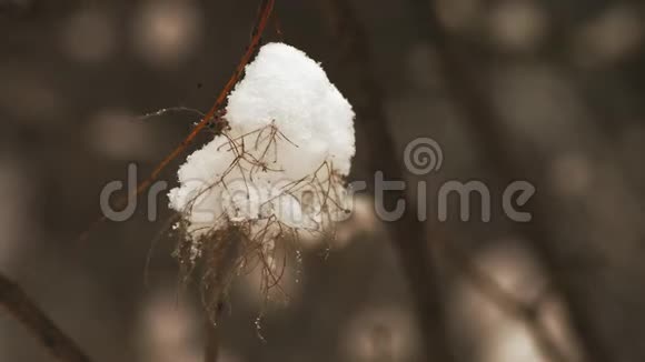 宏观森林中灌木丛上的雪视频的预览图