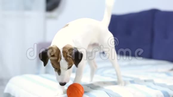 杰克罗素梗开朗的狗在家里客厅里的沙发上玩着一个明亮的球快乐的狗扔垃圾视频的预览图