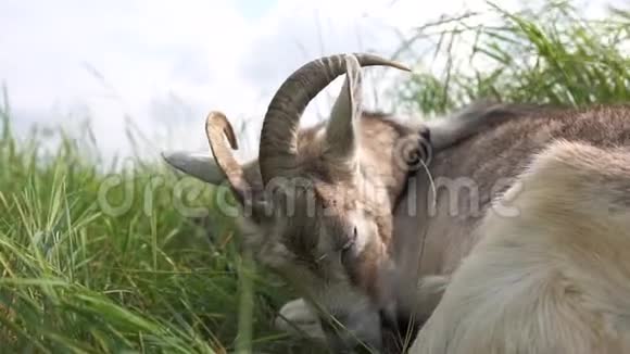 快乐的老大角母山羊夏天躺在草坪上吃草视频的预览图