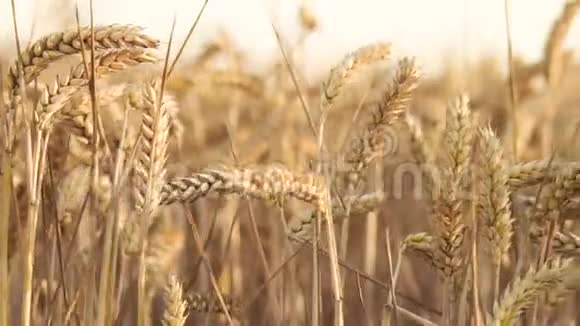 麦田一大堆麦子都结了收获概念金黄的麦田摇曳着自然景观视频的预览图