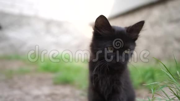 在阳光明媚的日子里可爱的黑猫在院子里坐着舔爪子视频的预览图