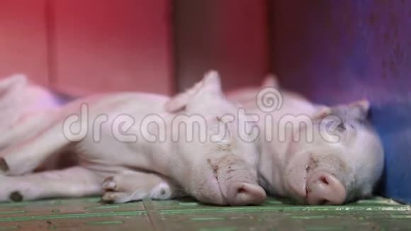 小猪睡在温暖它们的红外线灯下视频的预览图