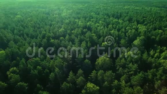 空中生态绿雨林晨美射保存森林的理想背景视频的预览图