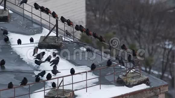 乌鸦坐在屋顶上视频的预览图