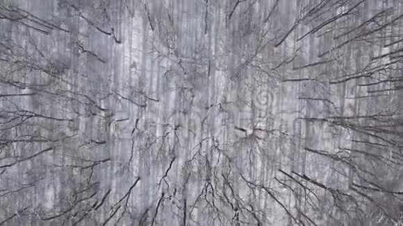 冬季森林顶部的俯视图视频的预览图