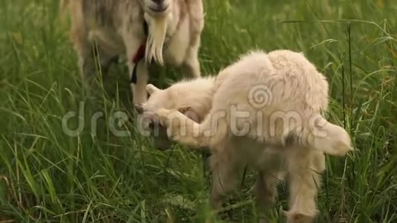 夏天在斯洛文尼亚的一片绿色草地上一个漂亮的白人小山羊和它的妈妈一起抓着它的腿视频的预览图