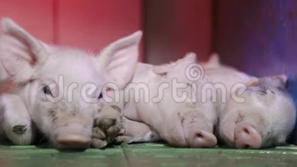 小猪睡在温暖它们的红外线灯下视频的预览图