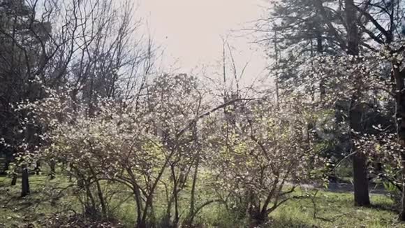 春天阳光下有小白花的灌木视频的预览图