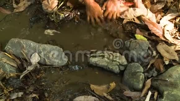 缅甸当地男子清理堵塞的森林溪流视频的预览图