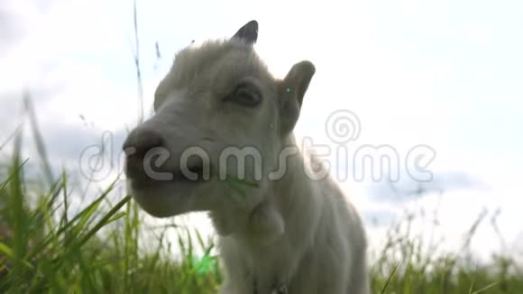 夏天在斯洛文尼亚的绿色草地上吃着漂亮的白色山羊草视频的预览图