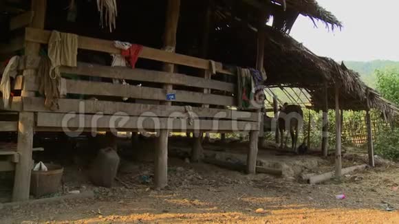 缅甸巴根一个有牛棚的地方倾斜房屋视频的预览图