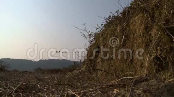 干旱和暴露的森林景观缅甸视频的预览图