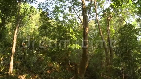缅甸巴甘保留的土著森林树木视频的预览图
