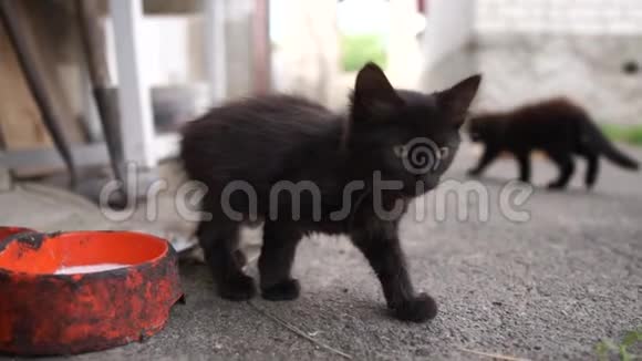 阳光明媚的一天一只可爱的小黑猫从一个装满牛奶的罐子里走出来视频的预览图