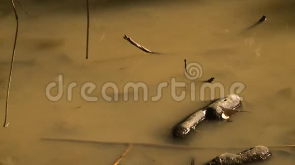 缅甸森林中的滞流水视频的预览图