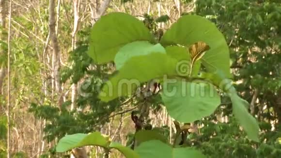 缅甸幼柚木种植园森林场景视频的预览图