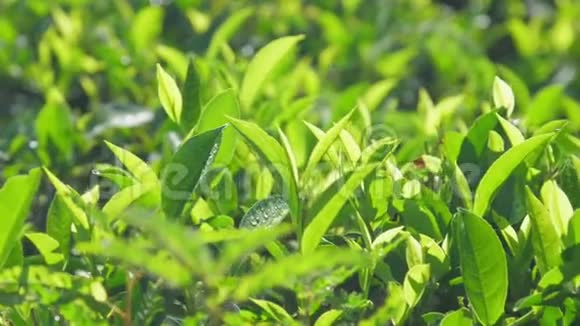在农田特写镜头上有茂盛的小叶子的茶丛视频的预览图