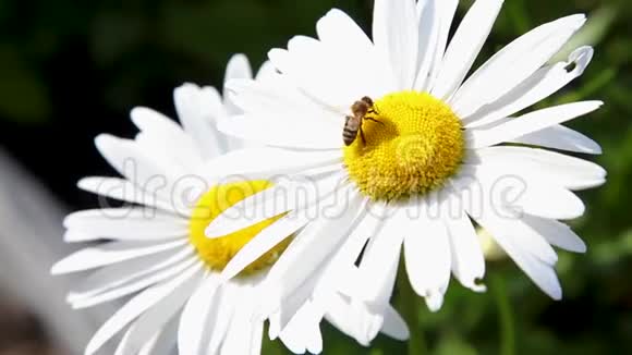 蜜蜂在雏菊花上蜜蜂在雏菊花中采蜜视频的预览图