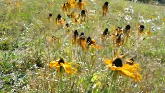 枯黄的鲁德贝克亚赫塔的野花随风在草地上摇摆视频的预览图