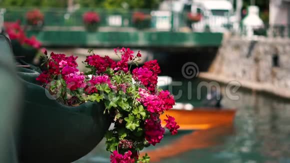 一个有小船的运河背景上有粉红色花的花坛视频的预览图