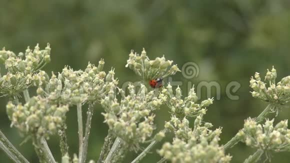 植物上的瓢虫视频的预览图