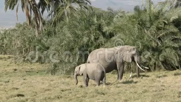 在安博塞利国家公园一头成年大象和一头小牛在吃草视频的预览图