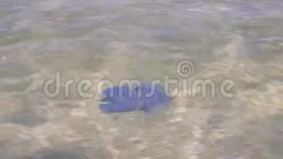 海面上的水母视频的预览图