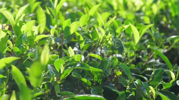 在种植园的特写镜头上在新鲜茶树上慢动作视频的预览图