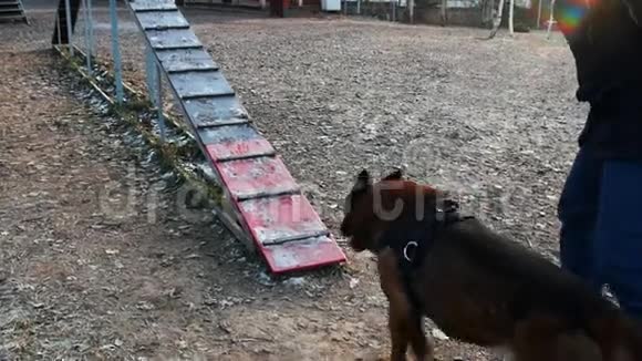 一只受过训练的德国牧羊犬在户外训练场上下奔跑视频的预览图