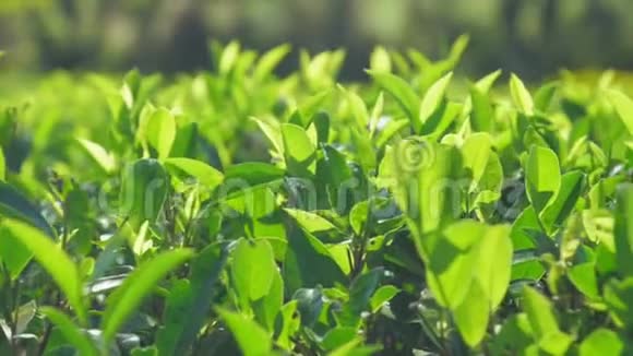 在种植园近景的新鲜茶树上缓慢行驶视频的预览图