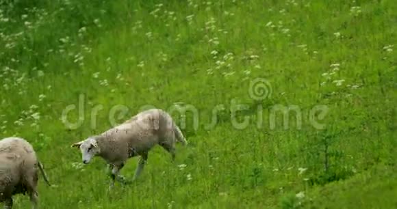 挪威家养绵羊在挪威丘陵牧场放牧绵羊在绿色的草地上吃新鲜的春草绵羊视频的预览图
