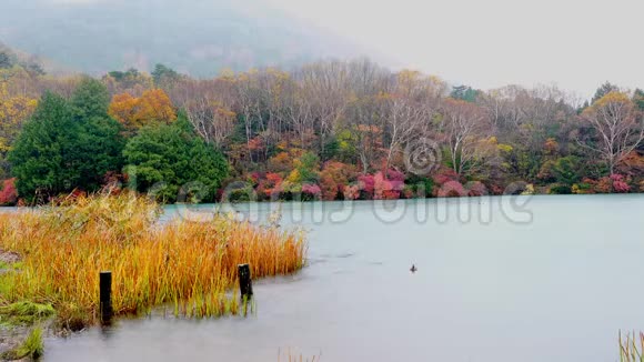 雨中的楚岑矶湖上美丽的秋叶视频的预览图