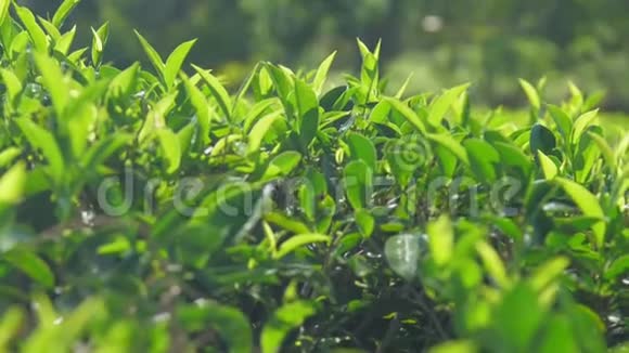 在人工林中的茶树上绿色的顶叶视频的预览图