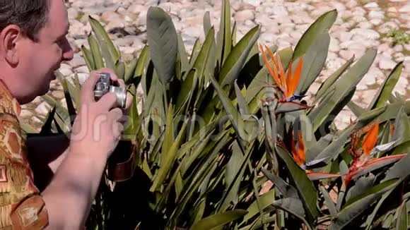 男子拍摄天堂鸟花老式相机视频的预览图