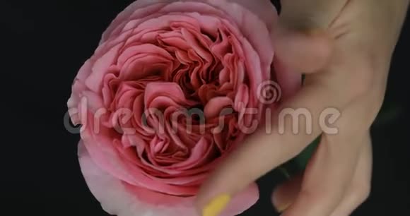 女性手触摸玫瑰花瓣视频的预览图