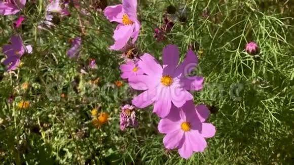 五颜六色的粉红色宇宙花在阳光明媚的日子里生长和绽放蜜蜂和蝴蝶飞舞夏末高清视频的预览图