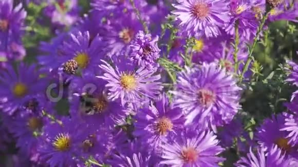 自然界的紫色花朵视频的预览图