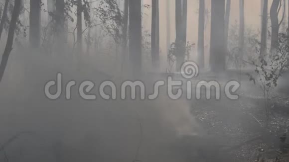 森林东欧的野火视频的预览图
