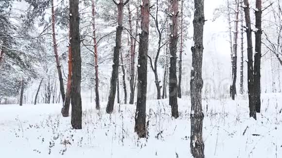 在森林里的雪树梢上的风景在寒冷的冬季景观中高大的云杉树覆盖着雪视频的预览图