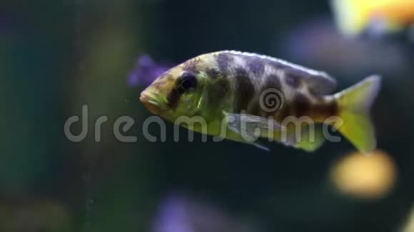 有不寻常颜色斑点的鱼海洋动植物水下生命背景模糊的波克效应鱼的肖像视频的预览图