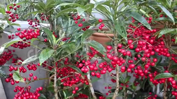 美丽的红球植物在花园里视频的预览图