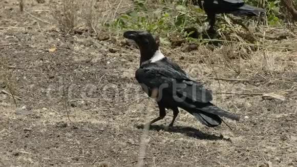 在肯尼亚的安博塞利白颈乌鸦躺在地上视频的预览图