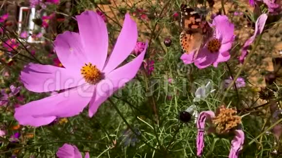 五颜六色的粉红色宇宙花在阳光明媚的日子里生长和绽放蜜蜂和蝴蝶飞舞夏末高清视频的预览图